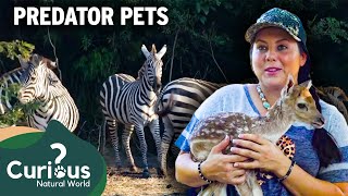 Crazy Zebra Lady - Zebras R US | Predator Pets | Curious?: Natural World