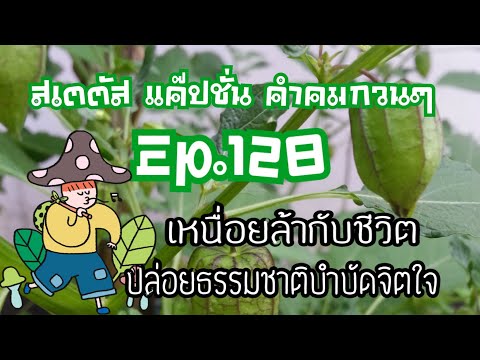 สเตตัส แค๊ปชั่น คำคม 128 ให้ธรรมชาติเยียวยา ชีวิตก็กลับมาเป็นสุข