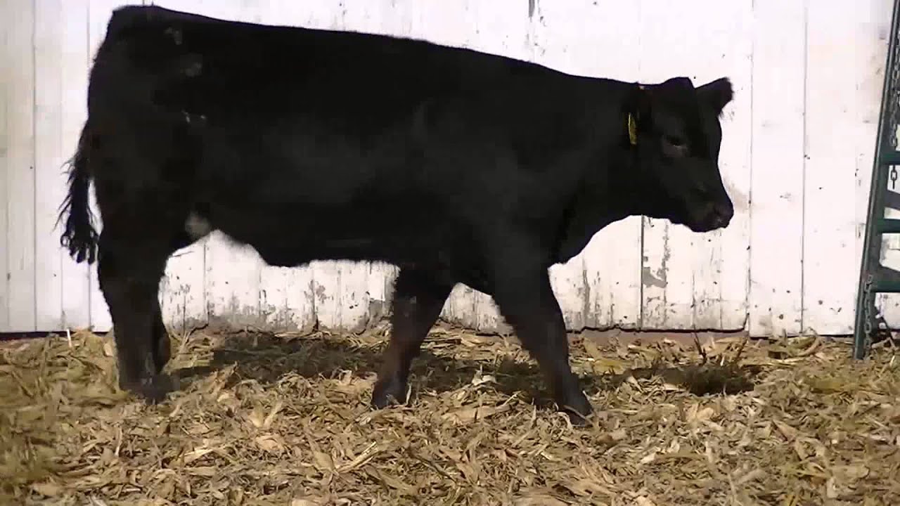 RMKR Calamity Jane 539C