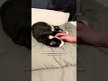 This Cat Tolerates Mom’s Boyfriend — From Across The Room | The Dodo