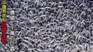 [生物放大鏡] 今年最大宗! 行李箱藏兩千隻生物 !  | 貴的離譜的巨頭生物 |  衛生紙走私法