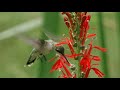 El colibrí, leyenda Maya