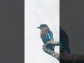 Beautiful Indian Roller  #wildlife #nature #birds