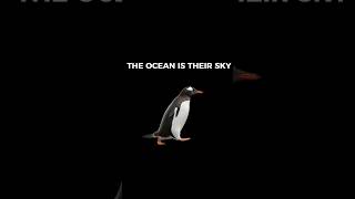 Follow @hz.dournigad   THE OCEAN IS THEIR .    #facts #nature #science #documentary #penguin