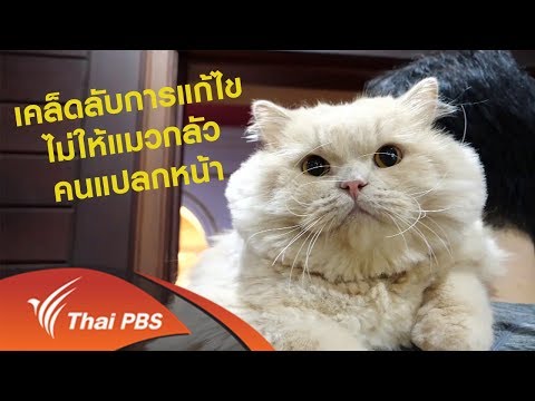 เคล็ดลับการแก้ไขไม่ให้แมวกลัวคนแปลกหน้า : เคล็ดไม่ลับดูแลโฮ่งเหมียว (6 ธ.ค. 62)