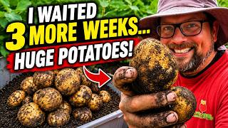 I Waited 3 More Weeks to Harvest… HUGE Potatoes!