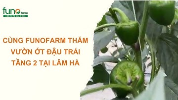 Cùng FUNOFarm thăm vườn ớt đậu trái tầng 2 tại Lâm Hà-FUNOFARM