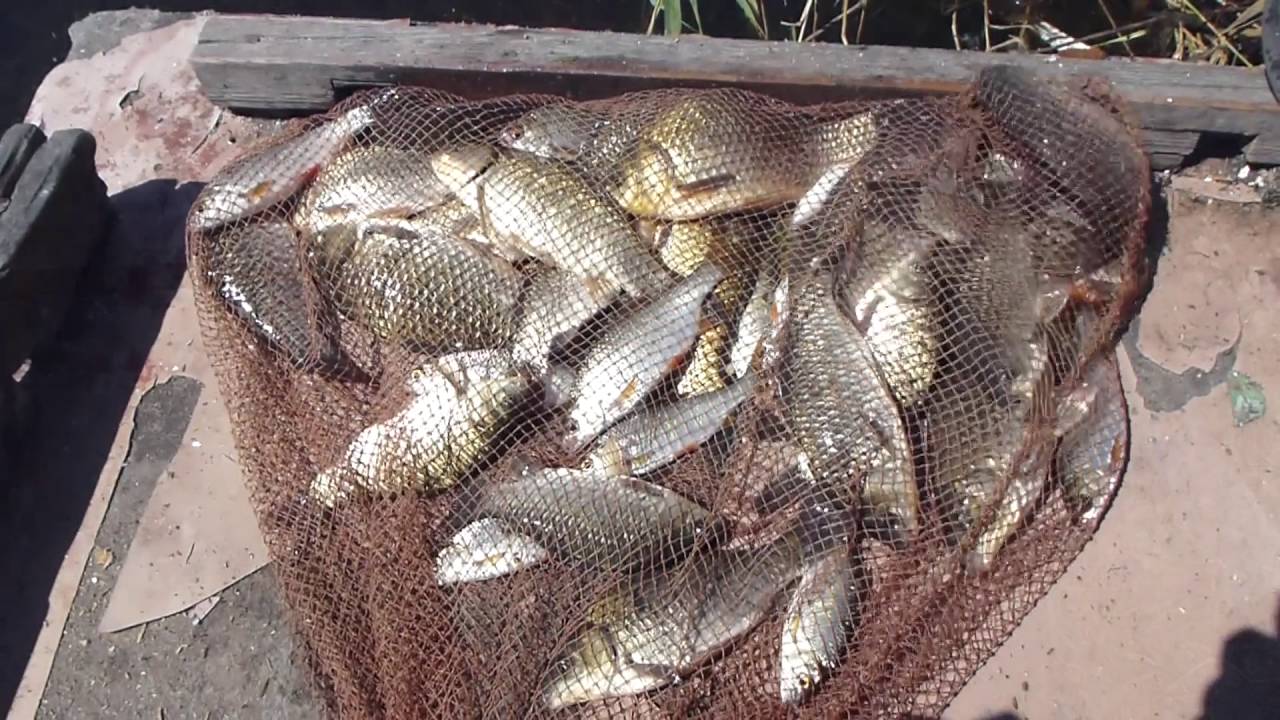 Рыбалка в Николаеве. Вкусная наживка. - YouTube