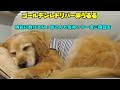 メラノーマ・悪性黒色腫との戦いの始まり(ゴールデンレトリバー@うるる)