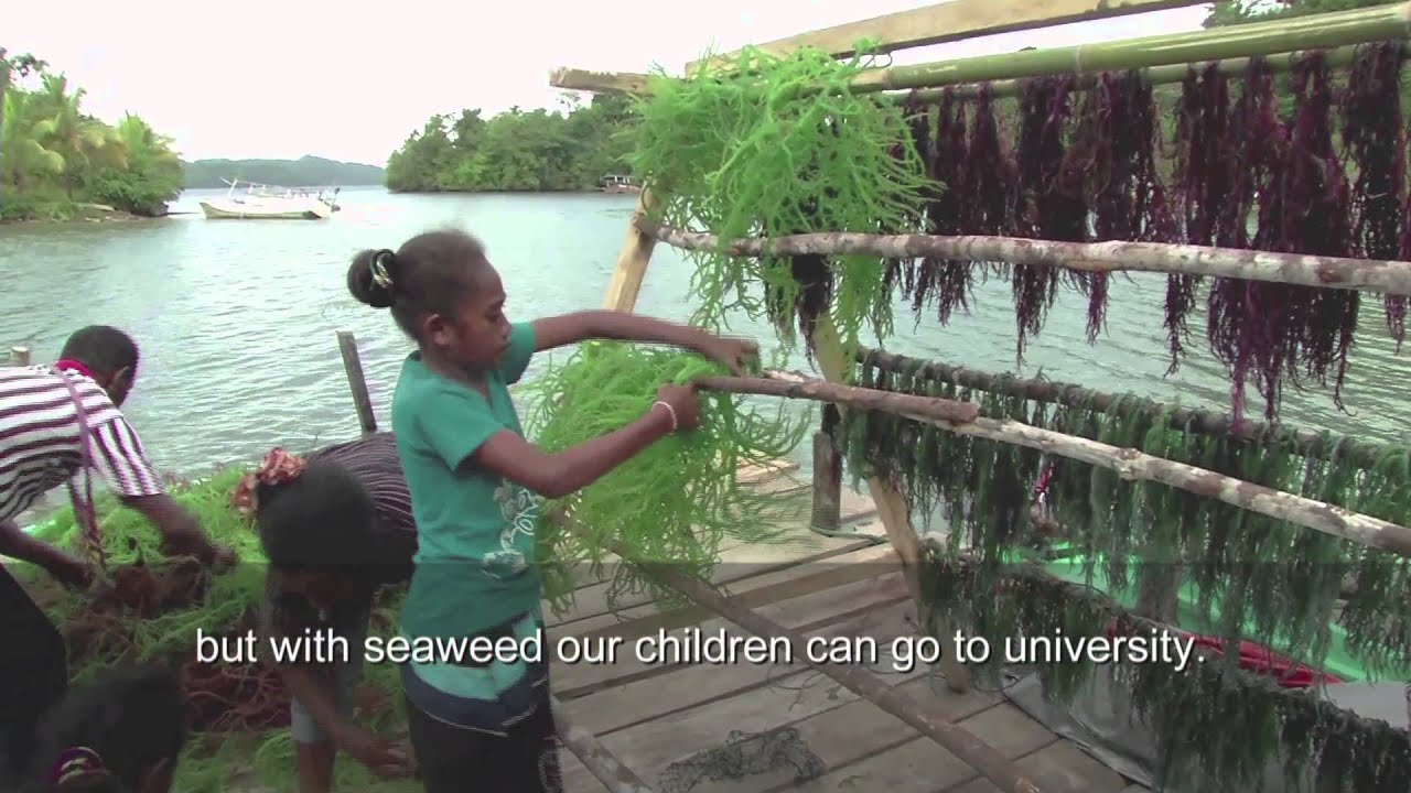 Indonesia: Saved by seaweed