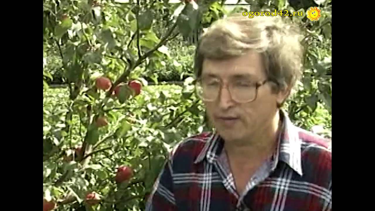 Борьба с паршой на яблонях