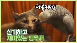 신기하고 재미있는 앵무새