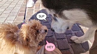 Huge Husky Meets A Tiny Fluffy Puppy