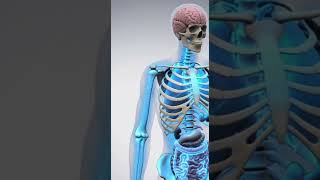 The Power of Cucumbers | 4K Cinematic Medical Animation for Hydration, Skin & Digestion