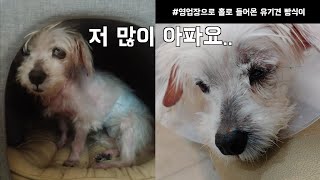 유기견 빵식이, 각막 천공되어 24시 병원에 입원했어요. 빵식이의 건강 검진 결과, 재시술. #강아지각막궤양 #유기견구조 #강아지심장사상충