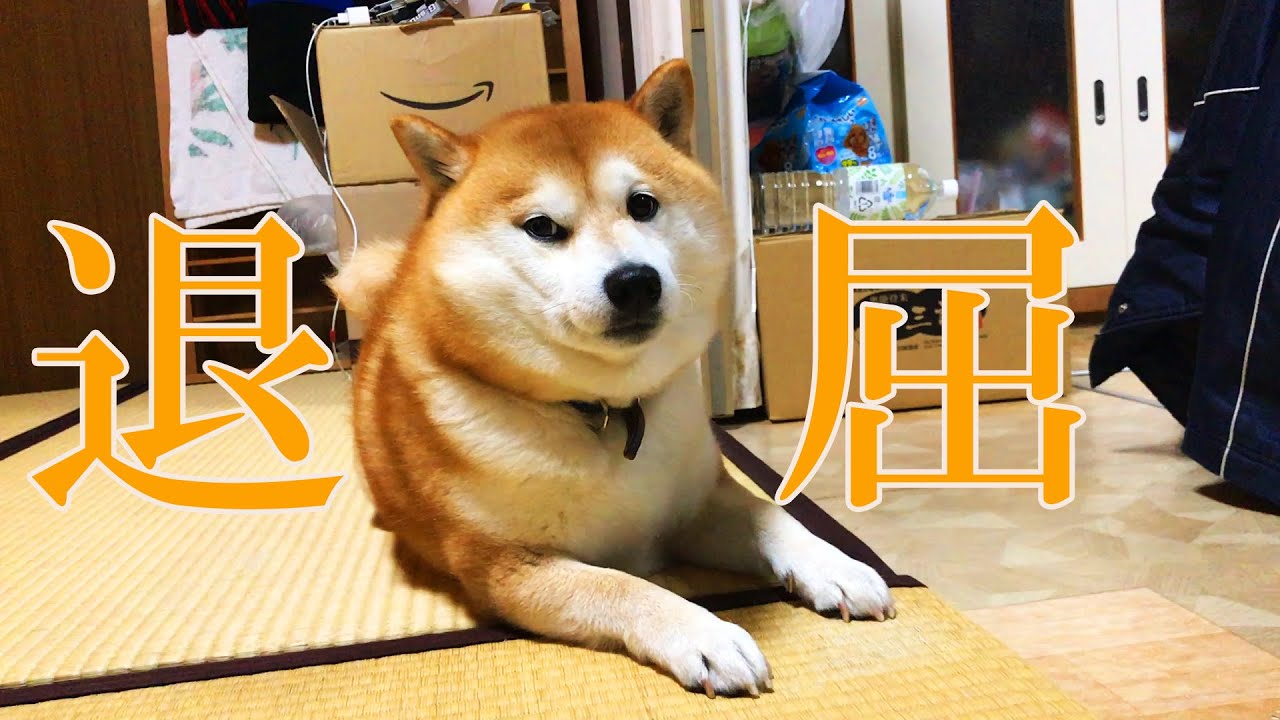 暇そうな柴犬を散歩に誘った Youtube 暇そうな柴犬を散歩に誘った Youtube