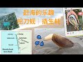 挖刀蚬（Razor Clam Digging）和撬生蚝（Oyster Shucking）｜华盛顿州Mocrocks Beach万人大赶海