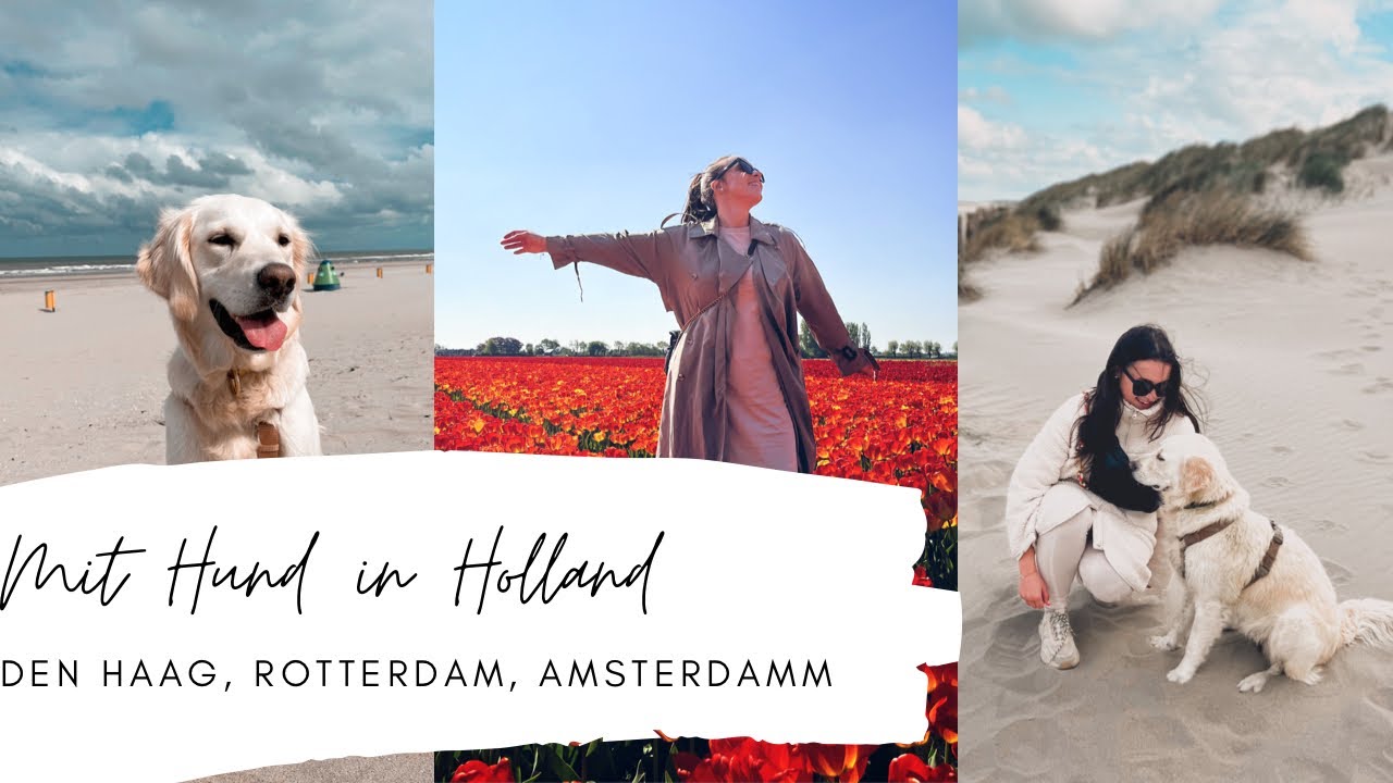 Kurztrip Nach Holland Ans Meer Mit Hund