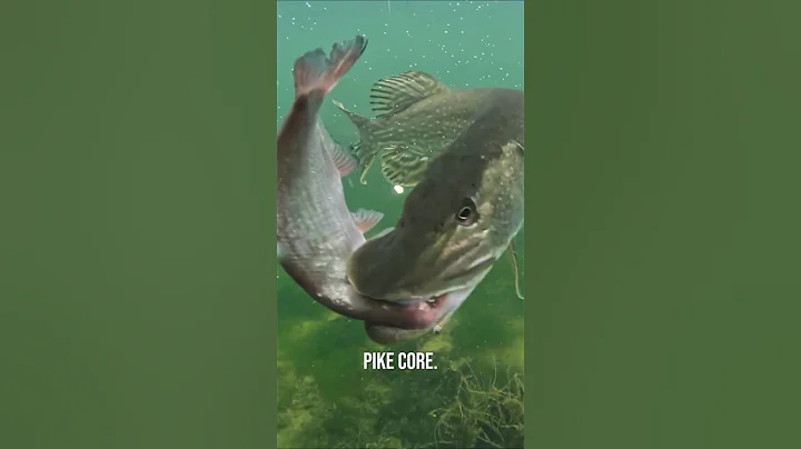 PIKE CORE 🐊✨️ #pike #fishing #underwater thumbnail