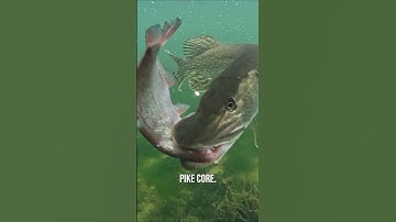 PIKE CORE 🐊✨️ #pike #fishing #underwater
