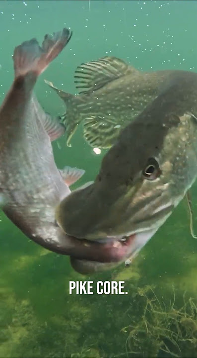 PIKE CORE 🐊✨️ #pike #fishing #underwater