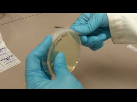 How to Use Parafilm with Agar Plates