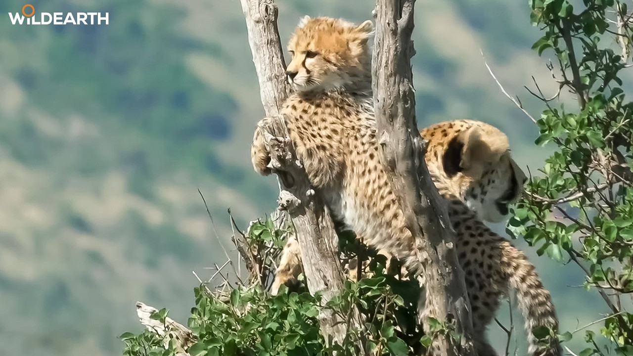 Born to run - SafariLIVE Sunrise - 08 February 2026