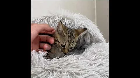 Watch the video about F4 Savannah Kittens