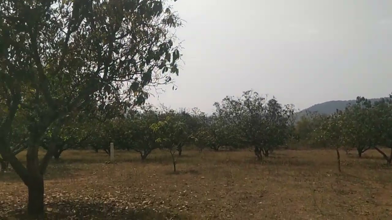 திண்டுக்கல் மாவட்டம் நத்தம் அருகில் 6 ஏக்கர் மாந்தோப்பு ஏக்கர் 35