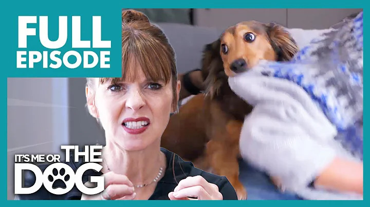 Dachshund Sees People as GIANT Chew Toys | Full Ep...