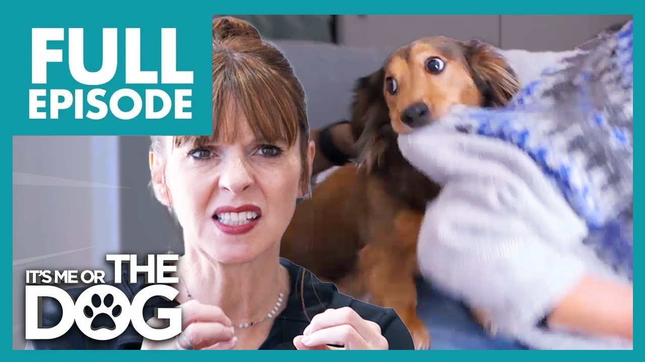 Dachshund Sees People as GIANT Chew Toys | Full Episode | It's Me or