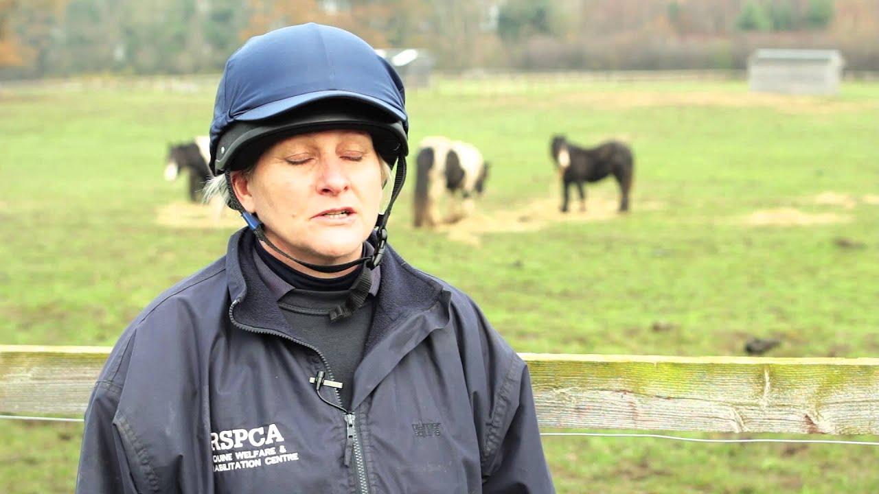 cruelty free kiko What does the horse adoption fee cover?