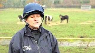 What does the horse adoption fee cover?