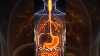 Power of Human Stomach! 🔥इंसानी पेट के अंदर का 'खतरनाक' सच! #facts #humanbody #sciencefacts