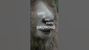 How to Shear a Sheep and Why It