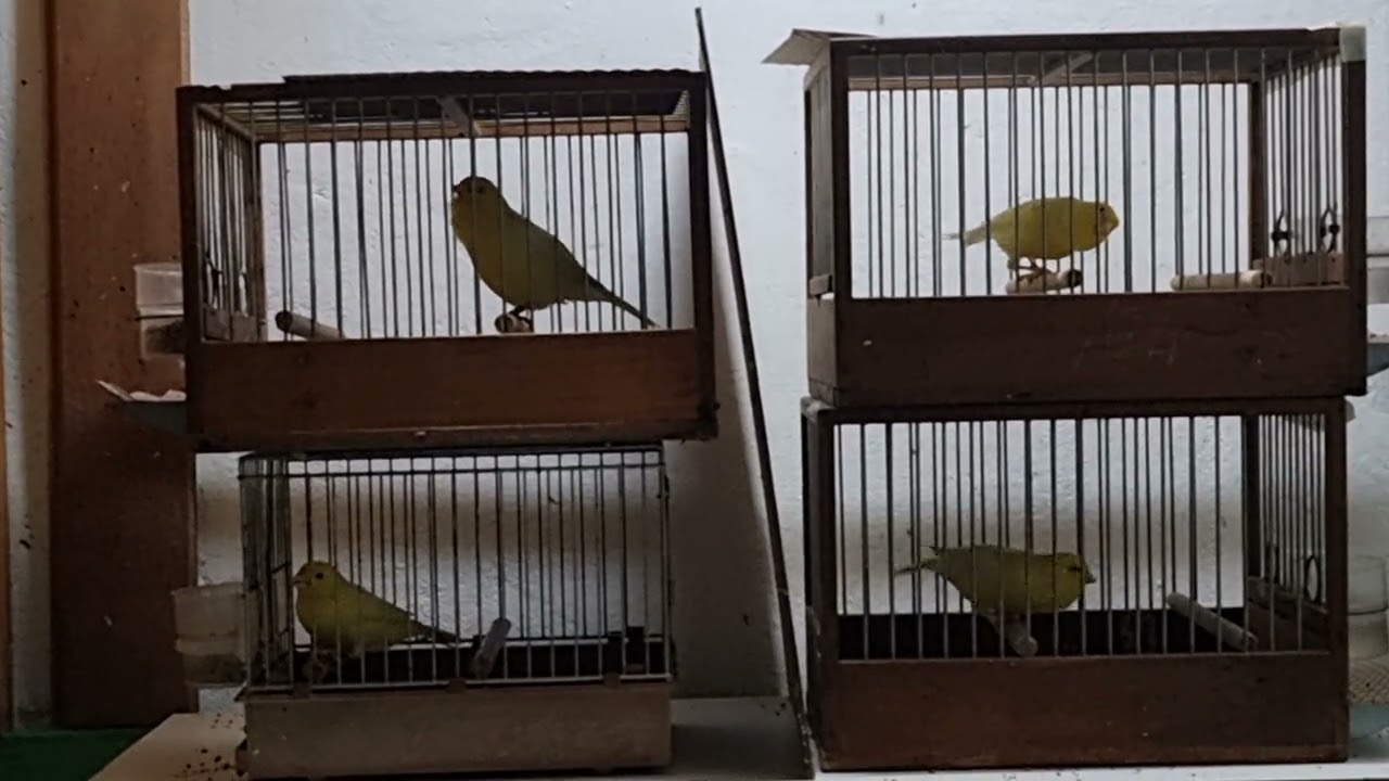 Malinois waterslager 2026-1