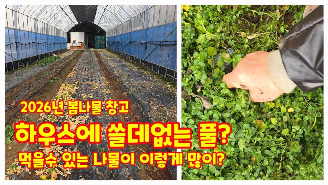 봄나물 창고 하우스에 쓸데없는 풀? 먹는 나물이라고요? 충북괴산 청정자연 자연팜앤쿡 