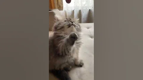 Video 448561: tabby persian, persian cattery, quality persian