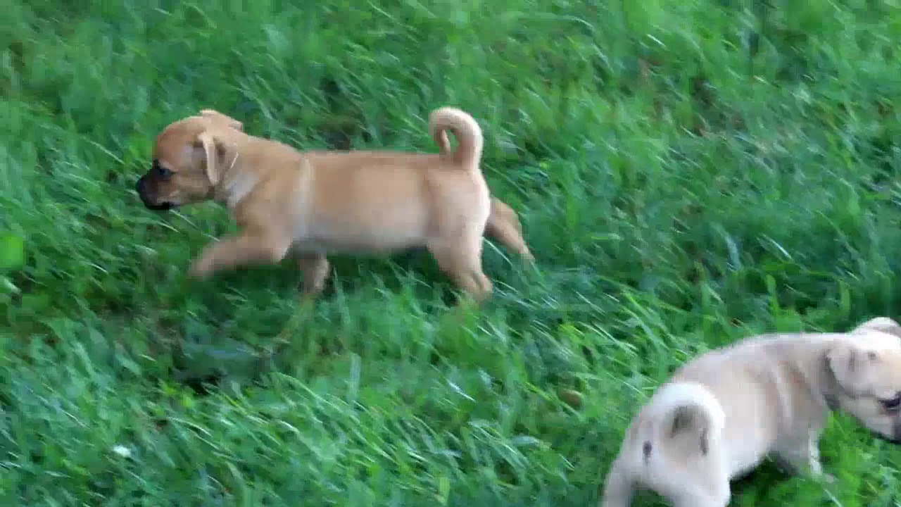 Jug Puppies For Sale YouTube