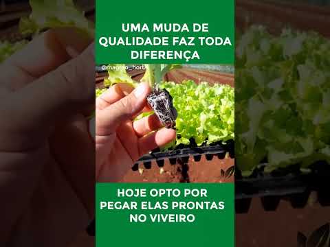 Vídeo: Mudas em janeiro. Que mudas são plantadas em janeiro: conselhos de especialistas