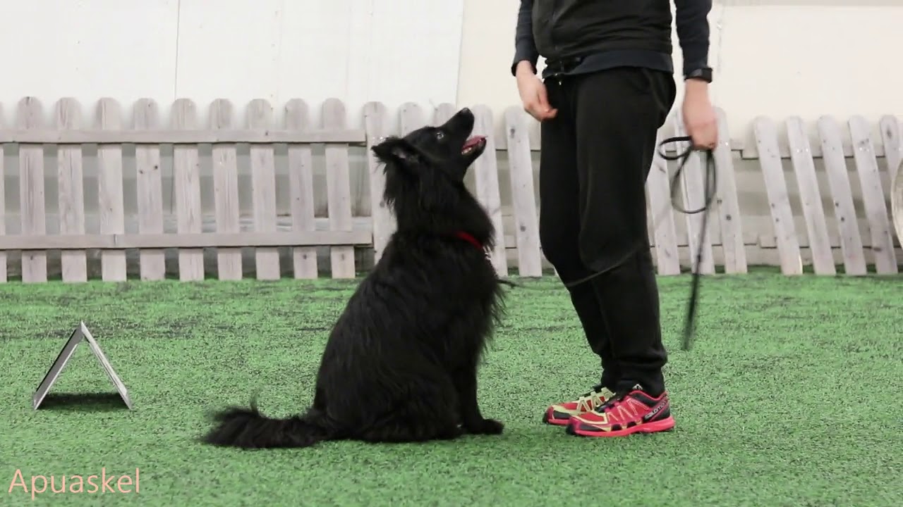 Rally-tokon alokasluokan (ALO-luokka) kyltit: esittää  I-HAH VOI/MES-omatoimiryhmä