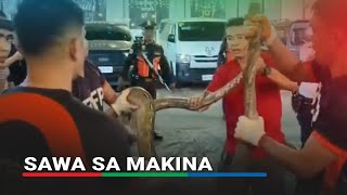 Sawa nasagip sa makina ng sasakyan | ABS-CBN News