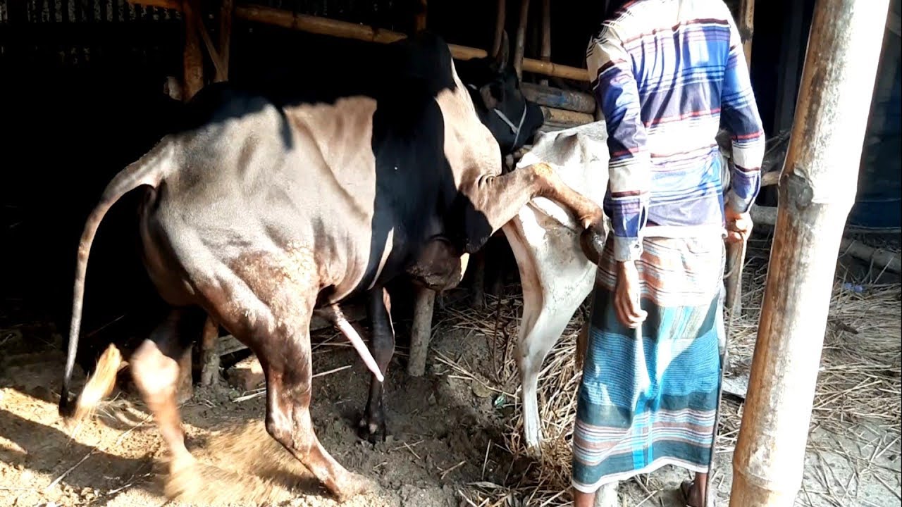 Big powerful Bull ( ox) vs small white cow। cow crossing। km animals