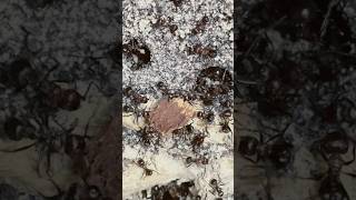 Myrmicaria brunnea Ameisenfarm Haltungsbericht 19-6-2026 - Transport & Fleisch 🥩 😄