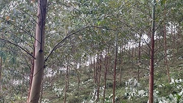 Bạch đàn 3229 hơn 2 năm tuổi.