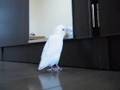 鏡に熱く語る白い鳥 The white bird which makes an impassioned speech to a mirror
