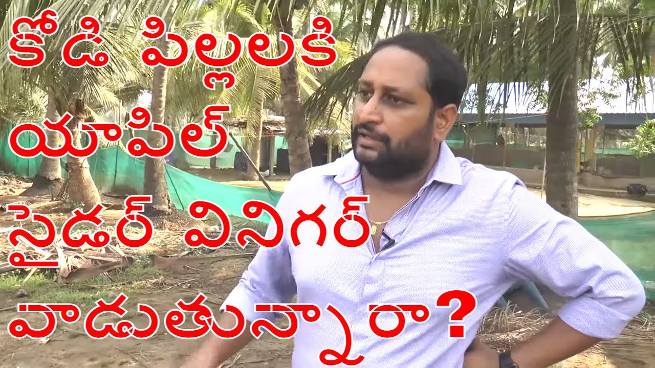 Lakkavaram Raghus Chick management ll మీకోడిపిల్లలని ఎలా పెంచుతారు ll  Varma Book