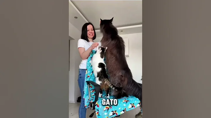 Video 10061311: coon mainecoon, gato maine coon