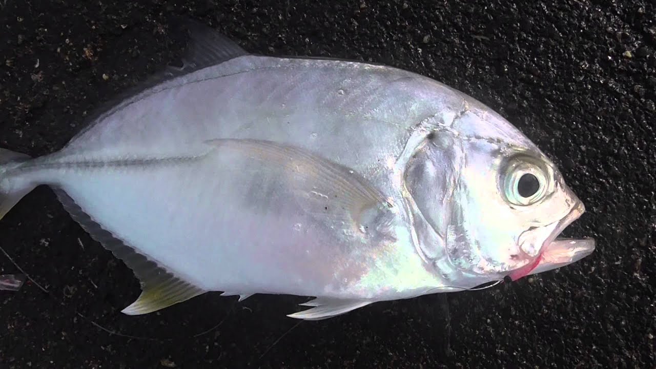 鳴く魚 メッキ ロウニンアジの仔魚 Youtube