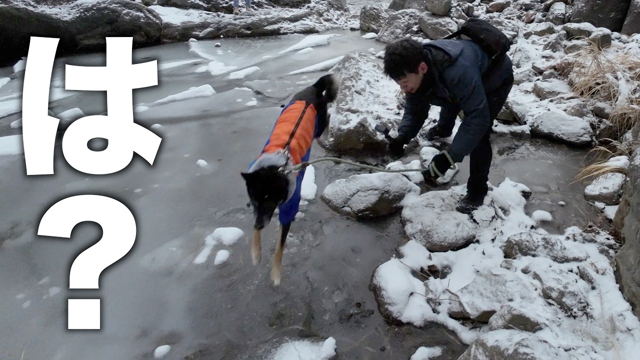 雪山に散歩に来て、はしゃいで凍った川にダイブする元保護犬が野生すぎてついていけない